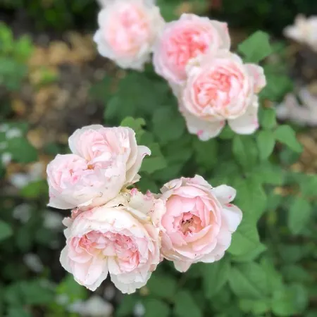 Boerenhofstede De Overhorn Weesp