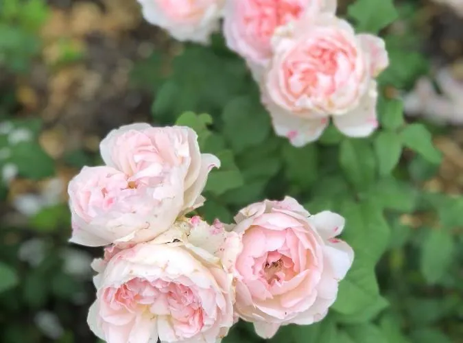 Boerenhofstede De Overhorn 비스프